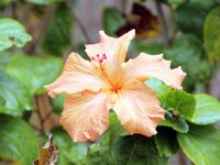 Flora-105