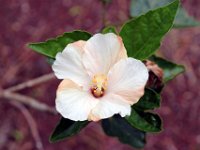 Flora-106