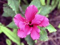 Flora-107