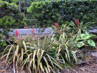 Flora-109