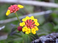 Flora-111