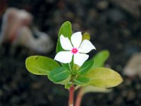 Flora-112