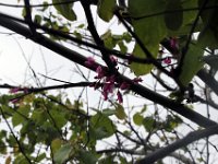 Flora-113