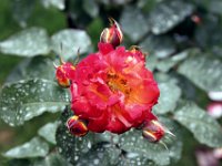 Flora-115