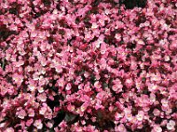 Flora-116