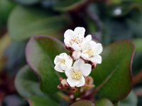 Flora-119