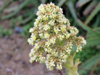 Flora-122