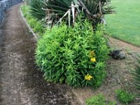 Flora-123