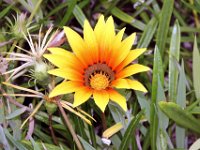 Flora-124