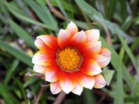 Flora-125