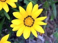 Flora-126