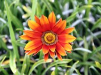 Flora-127