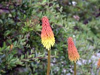 Flora-129
