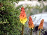 Flora-130