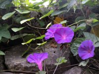 Flora-131
