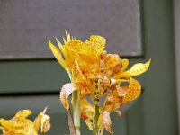 Flora-132