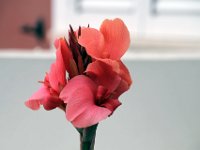 Flora-133
