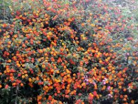Flora-135