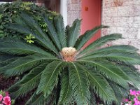 Flora-136