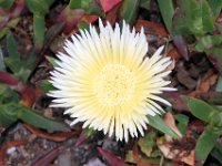 Flora-137