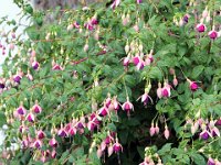 Flora-138