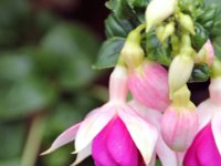 Flora-139