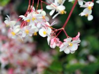 Flora-140