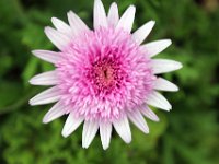 Flora-141
