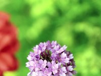 Flora-142