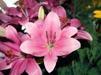 Flora-145