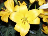 Flora-146