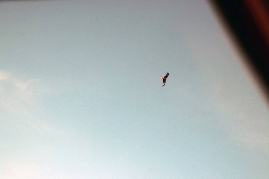 Fauna-051