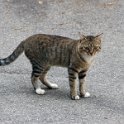Fauna-004