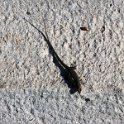 Fauna-023