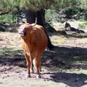 Fauna-026