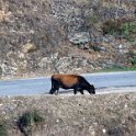Fauna-036