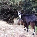 Fauna-044