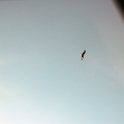 Fauna-051
