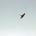 Fauna-052