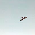Fauna-053
