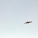 Fauna-054