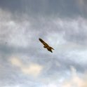Fauna-056