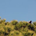 Fauna-057