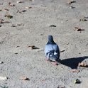 Fauna-058
