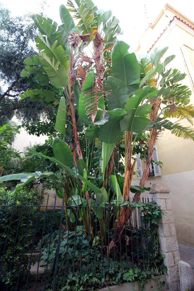 Flora-001