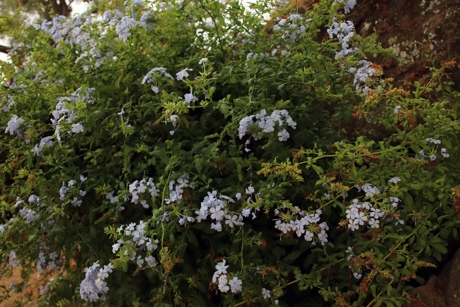 Flora-002
