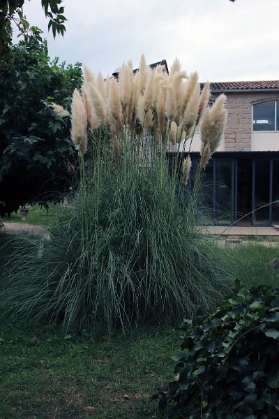 Flora-005