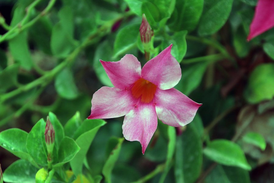 Flora-006