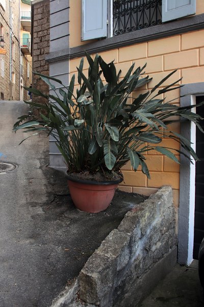 Flora-007