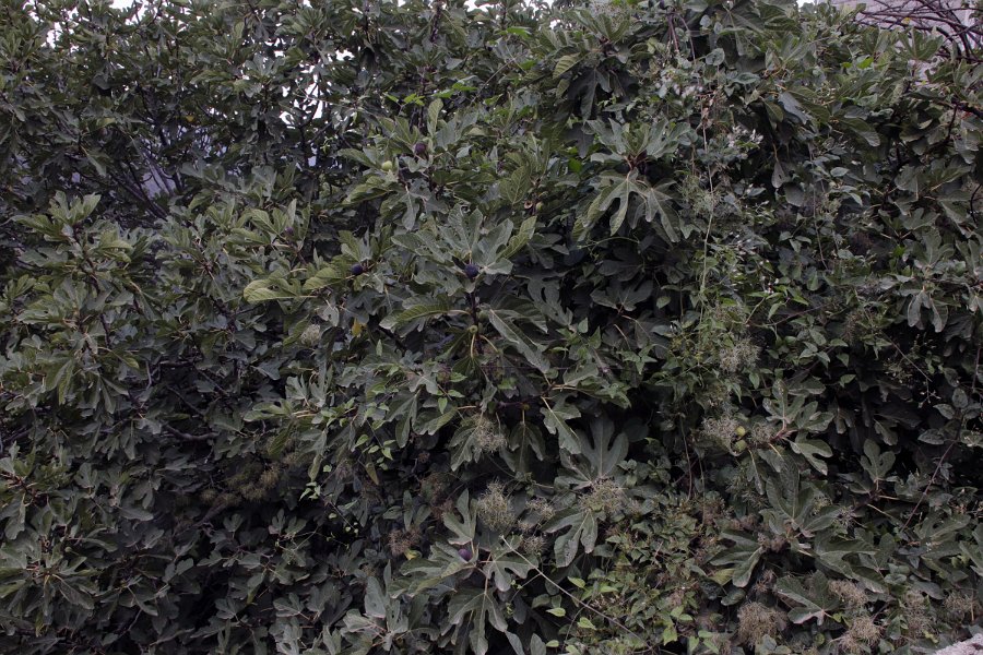 Flora-009